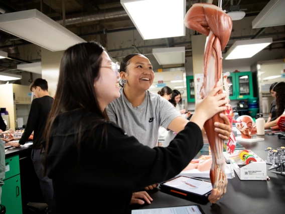 Kyra Johnson looking at a muscle model in pre-nursing class